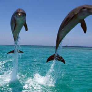 Bottlenose Dolphin, tursiops truncatus, Adults Leaping, Honduras