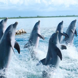 Dolphine Cove Tour