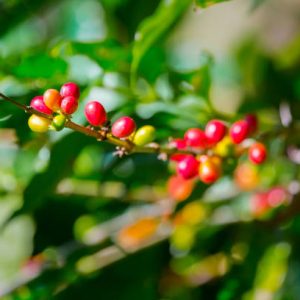 Ripening Coffee Cherries