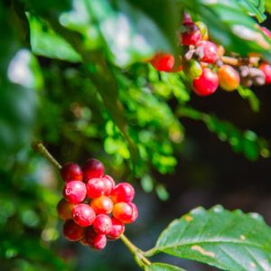 Ripe Coffee Cherries