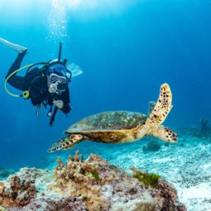 Female scuba diver taking a photo of Hawksbill Turtle swimming over coral reef in the blue sea. Marine life and Underwater world concepts